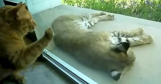 Un gato doméstico se encuentra con un lince durmiendo en el porche y ambos reaccionan adorablemente a través del cristal