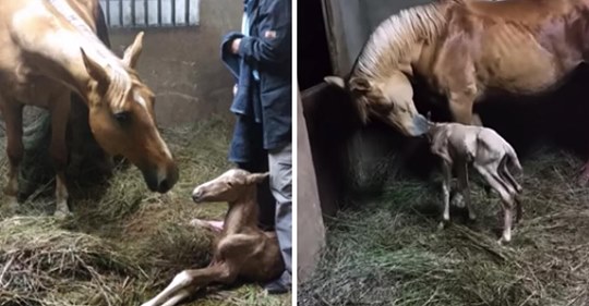 Una yegua dio a luz a un potro, pero lo que ocurrió después dejó a su dueña pasmada