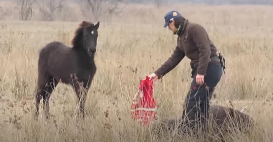 Un caballo salvaje besa a su rescatista después de que lo liberara de sus ataduras