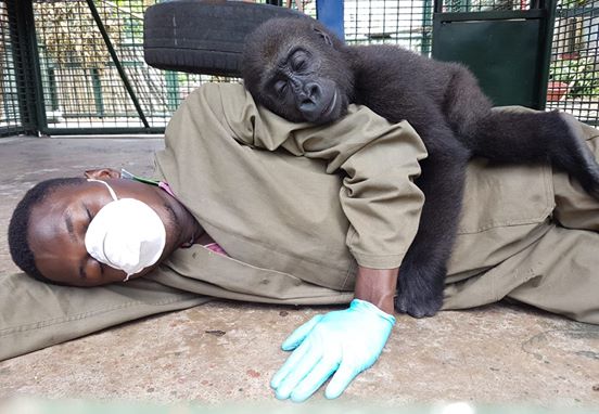 Un bebé gorila huérfano se encariña con su cuidador humano después del rescate y las fotos son preciosas