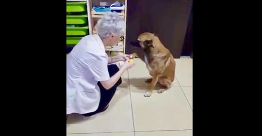 Una perrita callejera entra en una farmacia mostrando su pata herida y la farmacéutica lo ayuda
