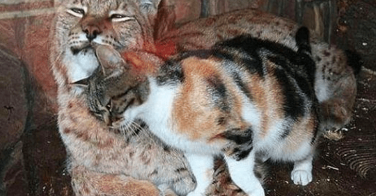 Gato callejero se inflitra en un zoológico y se hace amigo de un lince. ¡Mira!