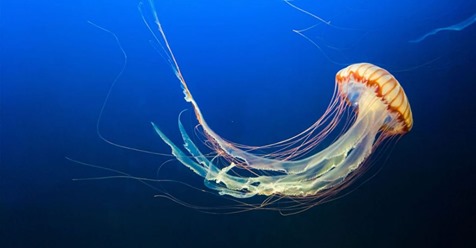 Las medusas, misteriosas y fascinantes