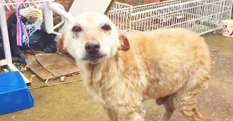Veterinario decidió salvar a un viejo perro callejero en el último momento