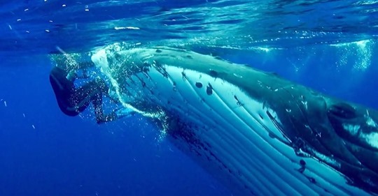 Una ballena salva a una buceadora de un tiburón al esconderla bajo su aleta