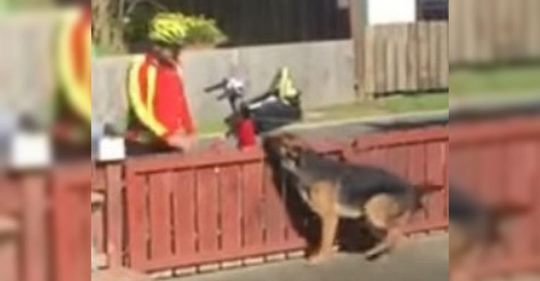 Un cartero visita a un perro  agresivo  del vecindario, sin saber que lo están grabando