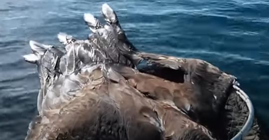 Un pescador ve a un águila calva nadando hacia su barco, y le ofrece su ayuda