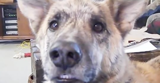 Los espectadores dicen que este es el mejor vídeo de perros que se haya hecho antes