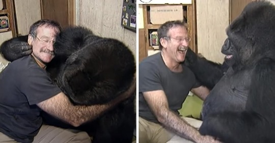 Robin Williams hizo reír a una gorila que estaba deprimida por la muerte de su amigo