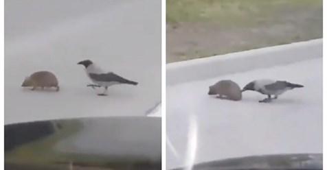 Un pájaro salva a un erizo de ser atropellado