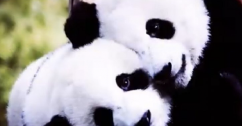 Pandas se aparean exitosamente por primera vez en 10 años cuando el Coronavirus cierra el zoológico