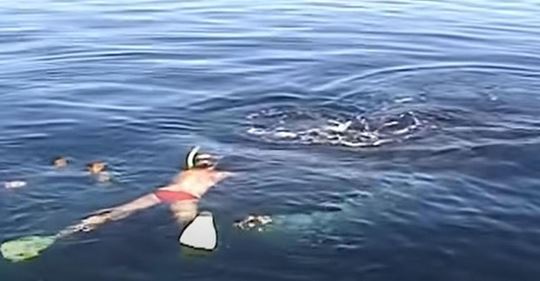 Salvó a una ballena jorobada, y ella le expresó su gratitud a su manera