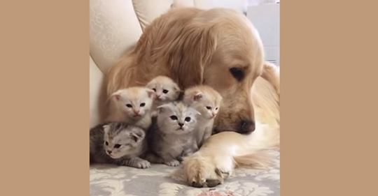 Golden retriever se enamora de un grupo de gatitos recién nacidos