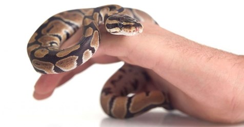 3460 especies de serpientes existen en toda la tierra