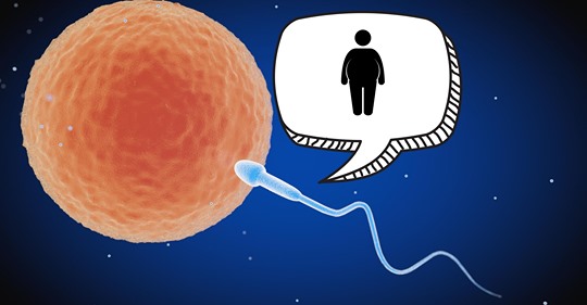 Los espermatozoides transmiten a los hijos información sobre los kilos que le sobran al padre