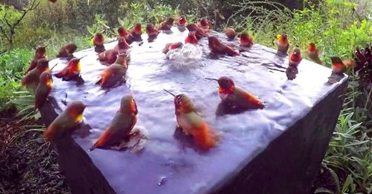 Treinta colibríes celebran una fiesta en la piscina y se hacen famosos en internet
