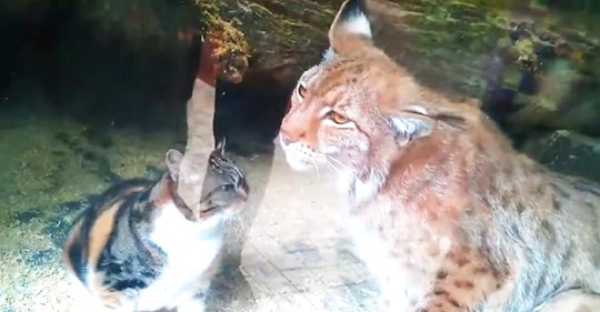 Una gata se introdujo en un zoológico y se convirtió en la mejor amiga de un lince