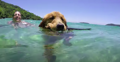 Cómo enseñar a nadar a un perro