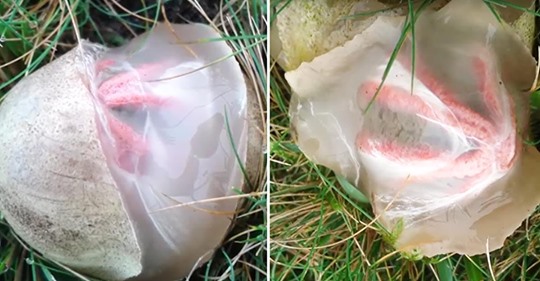 Mujer captura el momento en el que un huevo alienígena que encontró en su patio comienza a abrirse