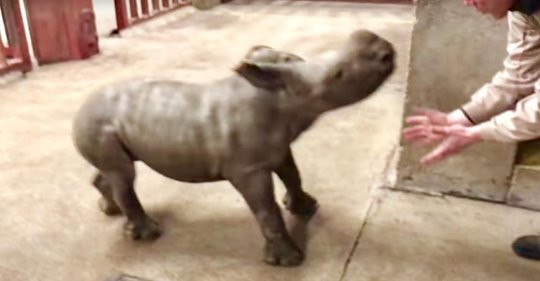Una cría de rinoceronte se divierte en el zoológico jugando con su cuidador