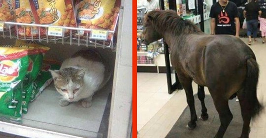 Animales acuden en masa a este supermercado