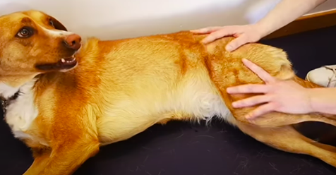 Artritis canina: Cuando las articulaciones de nuestro perro fallan