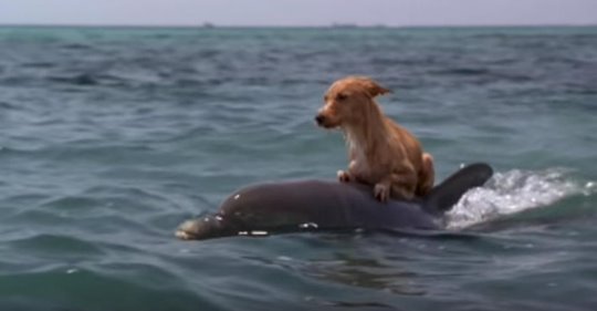 Un perro cae a un canal y no puede salir, luego aparecen unos ruidosos delfines que lo rescatan