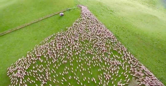Granjero publica un fascinante video de sus ovejas siendo acarreadas por sus perros