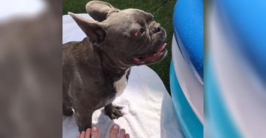 Bulldog francés se siente feliz con su nueva piscina y nos va a matar de la risa