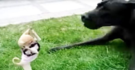 Un intrépido chihuahua trata de pelear con un gran danés en un divertido video