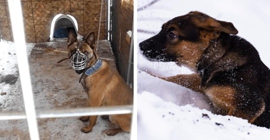 Un hombre deja a su perro brutalmente encadenado afuera, en temperaturas congelantes durante el letal vórtice polar