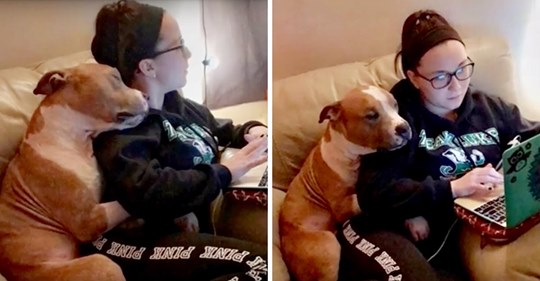 Una mujer adopta a un pitbull solitario del refugio, y él le muestra su gratitud abrazándola constantemente