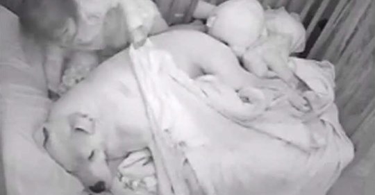 Vídeo: niña asustada se lleva a pitbull a la cama