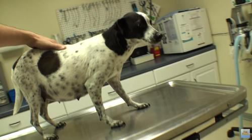 Veterinario rescata de eutanasia a perra de la calle embarazada y salva a 12 cachorritos