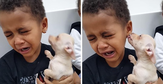 Niño rompe a llorar por una linda cachorrita chihuahua