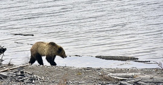 Fotógrafo capta a un gran oso sentado silenciosamente detrás de dos pescadores