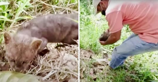 Un granjero encuentra una gatita abandonada y la lleva a su casa sin saber que era una puma salvaje