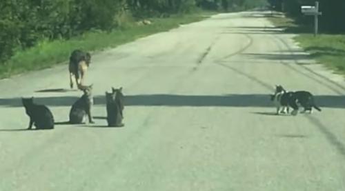 Mujer rechazada por el refugio deja 11 mascotas en medio de la carretera y se va en coche