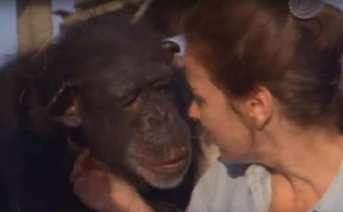 Chimpancés ven a la que fue su mamá humana durante un tiempo por primera vez en 25 años, y son incapaces de contener su cariño
