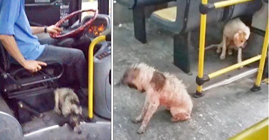 Un conductor de autobús encontró a unos perros congelándose en la tormenta, rompe las reglas y los mete al autobús