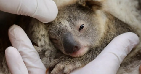 Nace el primer koala bebé en parque de vida silvestre australiano luego de trágicos incendios forestales