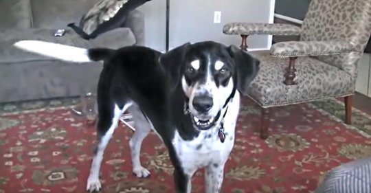 Un padre le dice a su perro que compró un gatito y el internet se parte de risa con la reacción del canino