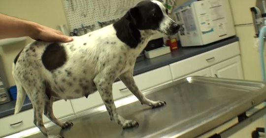 Veterinario rescata de eutanasia a perra de la calle embarazada y salva a 12 cachorritos