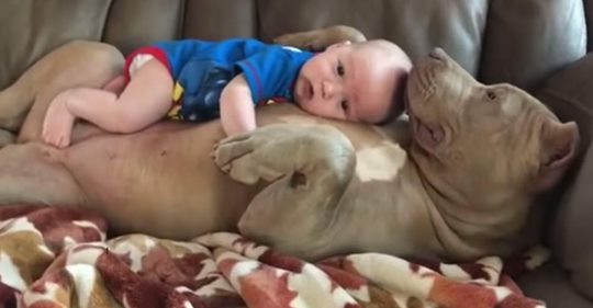 Un padre explica por qué permite que sus hijos duerman la siesta con su pitbull