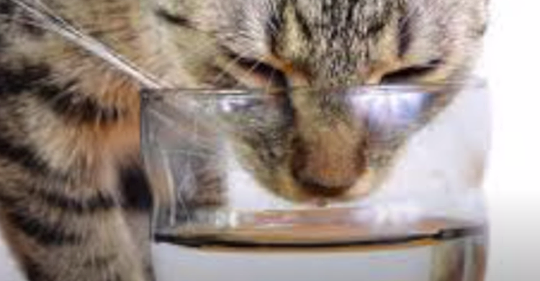 Cómo hacer que tu gato tome más agua