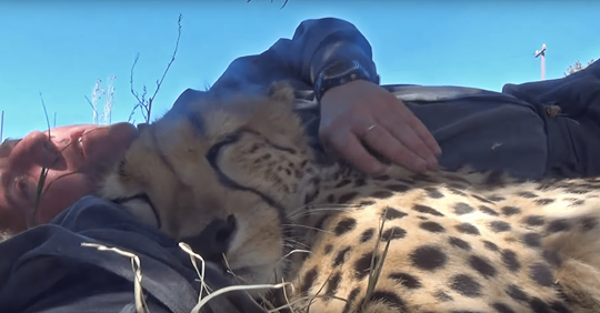 Este hombre nos enseña cómo es dormir la siesta junto a un guepardo