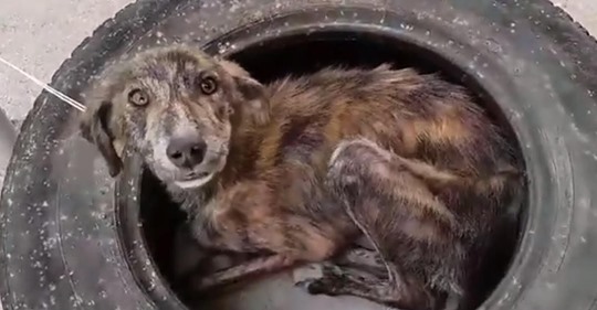Perro callejero que vivía en un viejo neumático solo quiere abrazar a su rescatador.