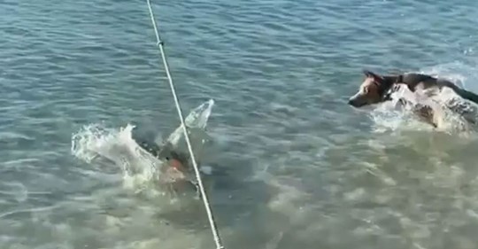 Perro se lanza al agua para defender a sus dueños de un tiburón