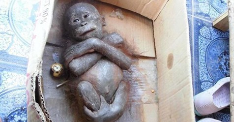 Encuentran a un bebé orangután aparentemente momificado y descubren que aún seguía vivo