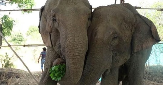 Rescatan a cuatro elefantes de un circo y les obligan a devolverlos